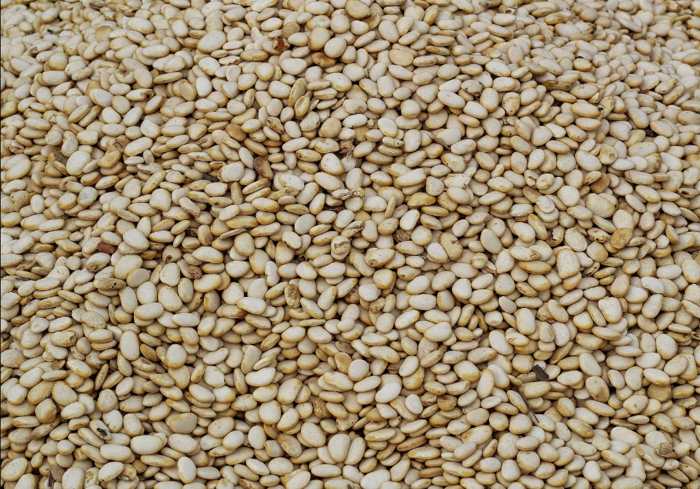 Al-Yumna Pulses